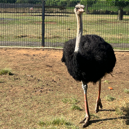 Top Family Activities in Gauteng: From Farm Animals to Swimming Pools at Buksies Resort