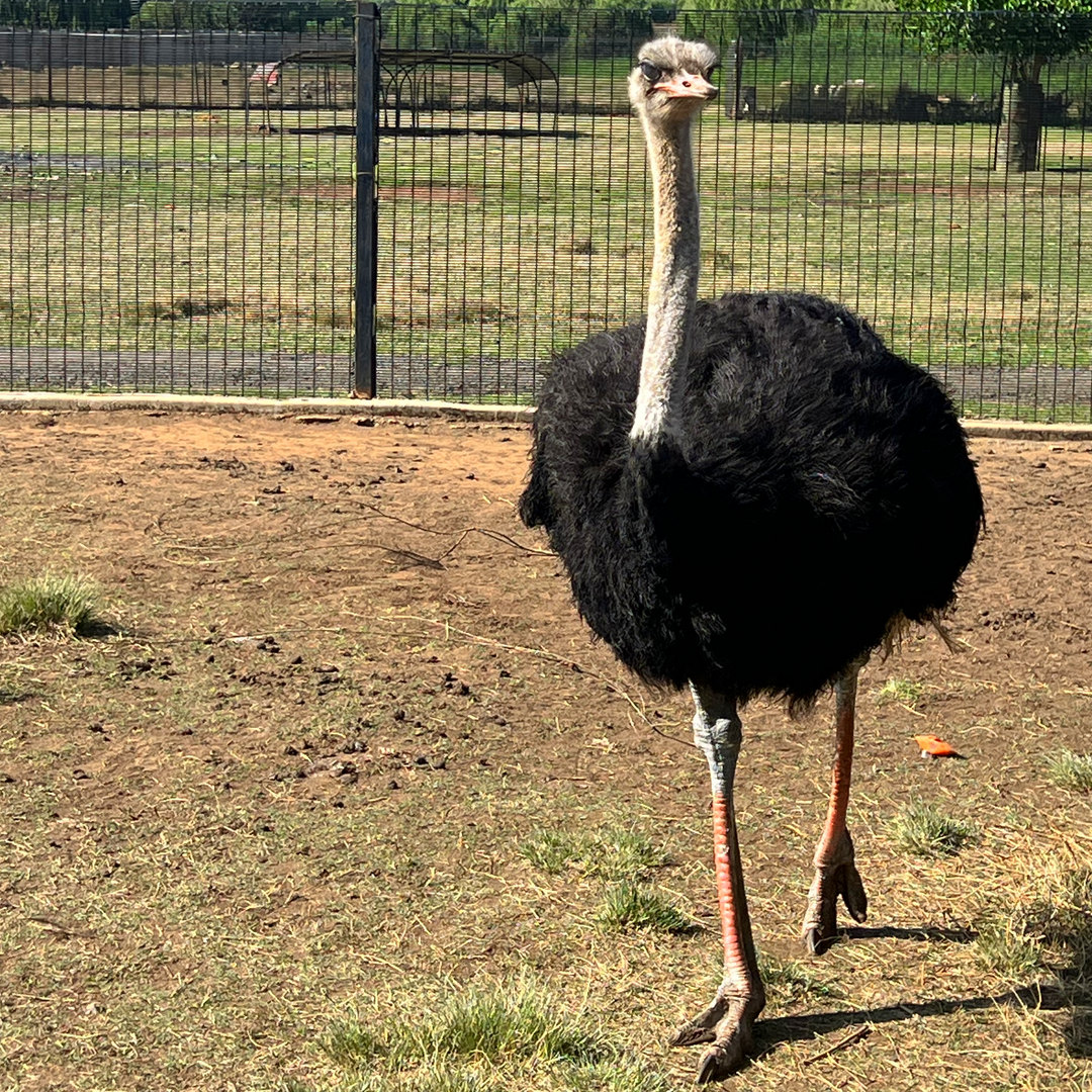 Top Family Activities in Gauteng: From Farm Animals to Swimming Pools at Buksies Resort