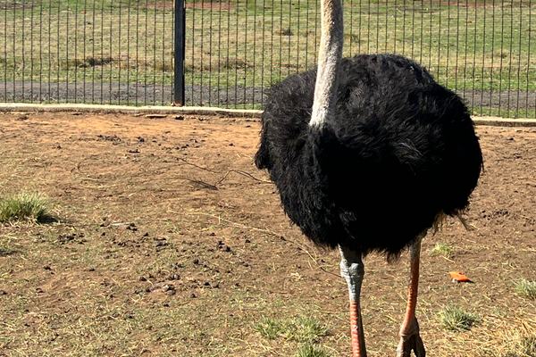 Top Family Activities in Gauteng: From Farm Animals to Swimming Pools at Buksies Resort