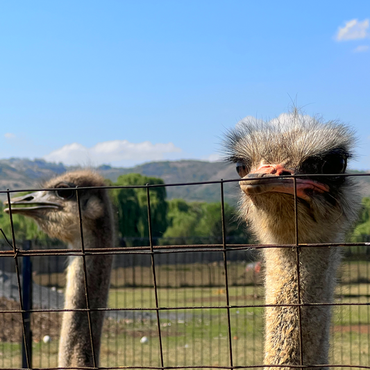 Fun Places for Kids in Johannesburg South: Why Buksies Resort Is Every Parent’s Secret Weapon