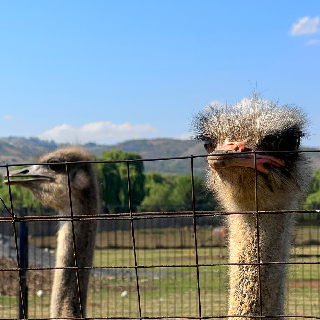 Fun Places for Kids in Johannesburg South: Why Buksies Resort Is Every Parent’s Secret Weapon