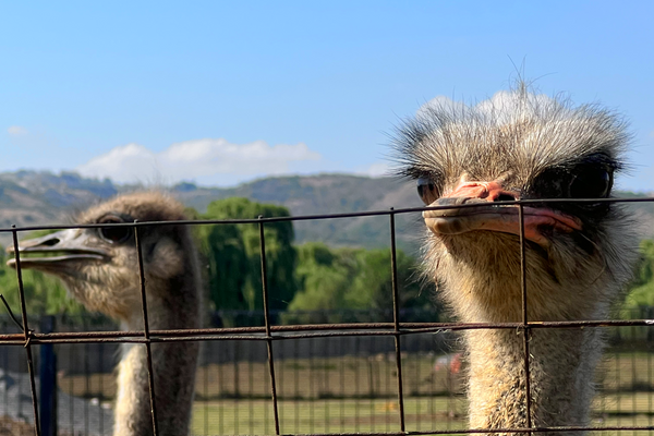 Fun Places for Kids in Johannesburg South: Why Buksies Resort Is Every Parent’s Secret Weapon