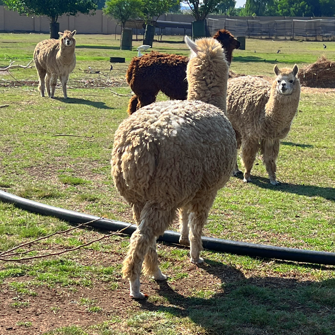 Discover the Joy of Farm Animal Viewing at Buksies Resort — A Must for Kids!
