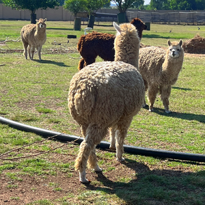 Discover the Joy of Farm Animal Viewing at Buksies Resort — A Must for Kids!