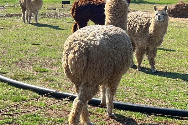 Discover the Joy of Farm Animal Viewing at Buksies Resort — A Must for Kids!