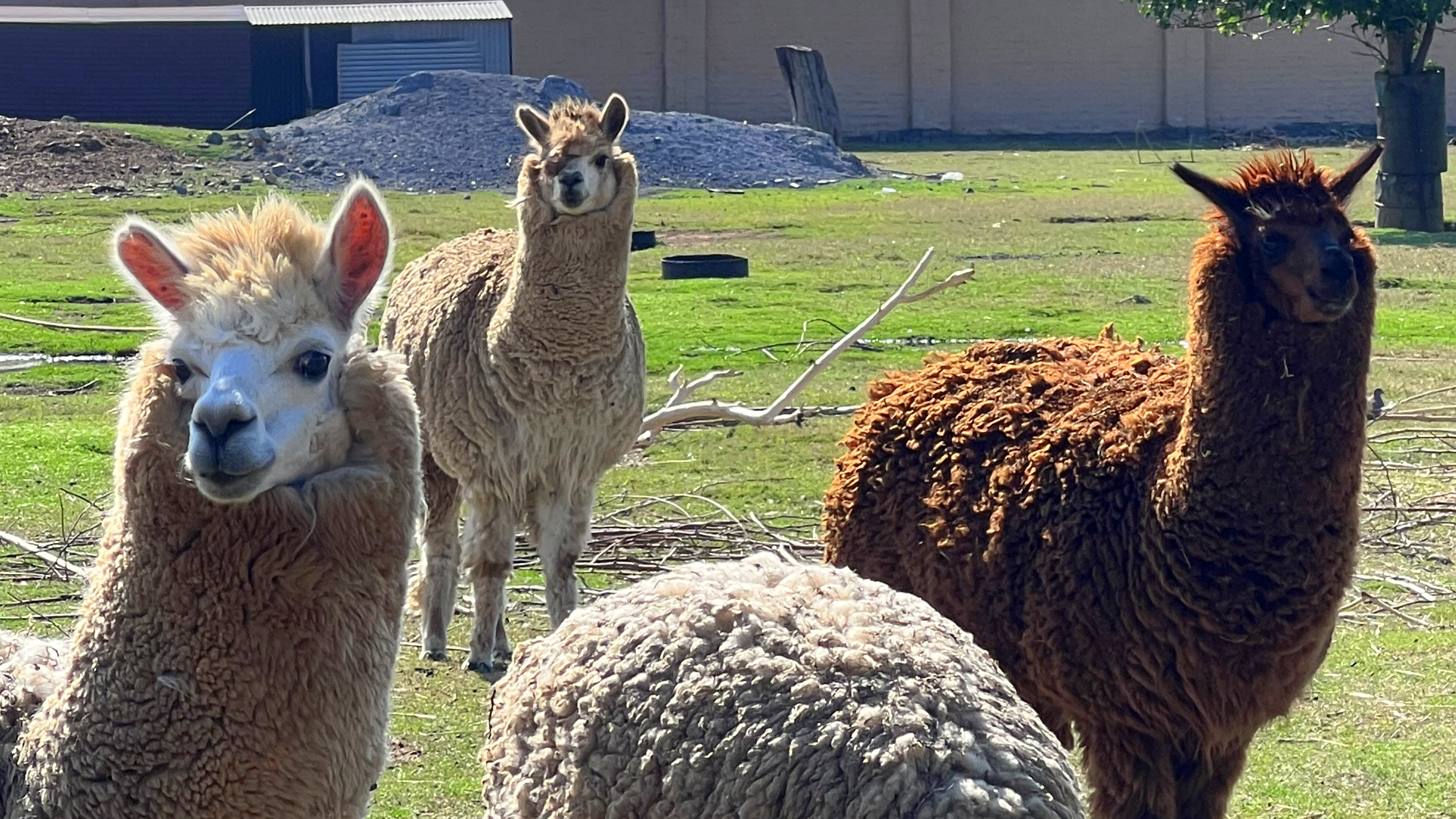 Adult Tickets | Buksies Resort | Tickets & Day Vists - image 5