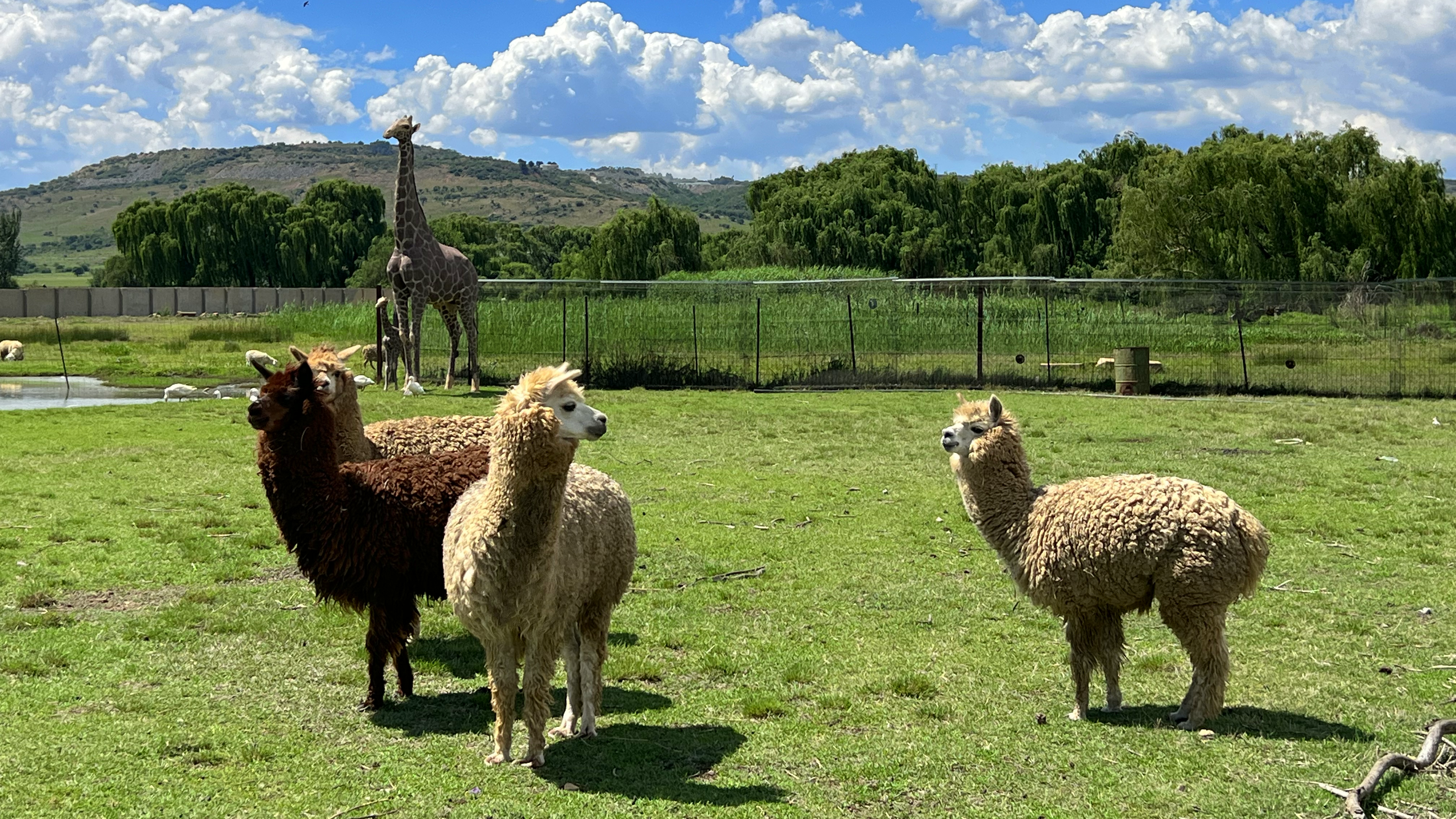 Family Tickets | Buksies Resort | Tickets & Day Vists - image 1